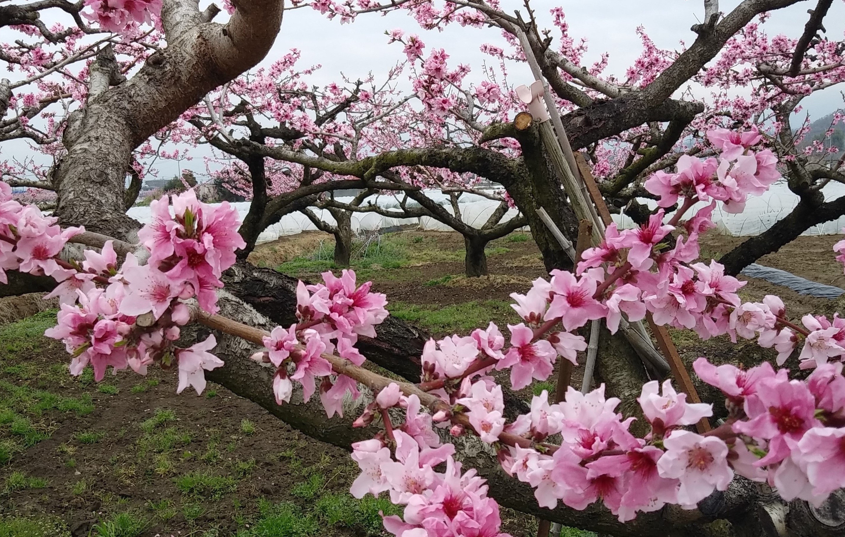 桃の花